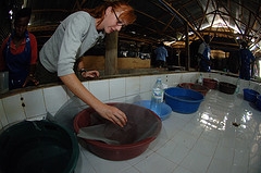 Auburn University Aquaculture - Working in Uganda - with permission to blog image from the Auburn University Flickr Photostream